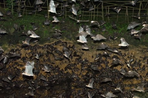 探险队拍蝙蝠交配过程及罕见白化蝙蝠(组图)