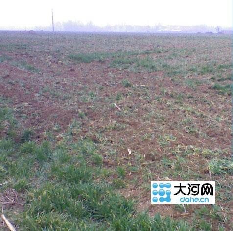 河南项城为建森林公园毁麦田 相关部门承认 疏